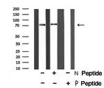 Phospho-PRC1 (Thr481) Antibody in Western Blot (WB)