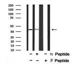 Phospho-eIF2 beta (Ser2) Antibody in Western Blot (WB)