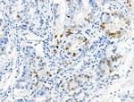 Phospho-NPM1 (Thr237) Antibody in Immunohistochemistry (Paraffin) (IHC (P))