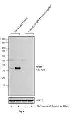 Phospho-NPM1 (Thr237) Antibody in Western Blot (WB)