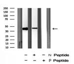 Phospho-RCC1 (Ser11) Antibody in Western Blot (WB)