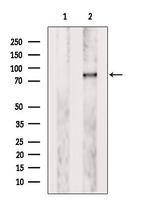 PLOD3 Antibody in Western Blot (WB)