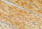 CISD1 Antibody in Immunohistochemistry (Paraffin) (IHC (P))