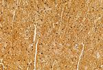 CISD1 Antibody in Immunohistochemistry (Paraffin) (IHC (P))