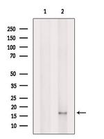 CISD1 Antibody in Western Blot (WB)