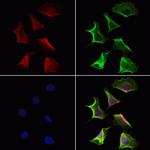 QSOX1 Antibody in Immunocytochemistry (ICC/IF)