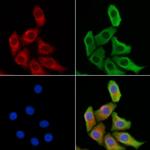 Viperin Antibody in Immunocytochemistry (ICC/IF)