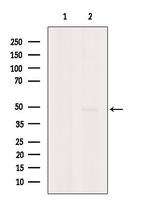 Viperin Antibody in Western Blot (WB)