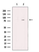 KIFC3 Antibody in Western Blot (WB)