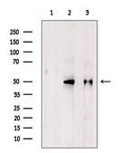 WBP2NL Antibody in Western Blot (WB)