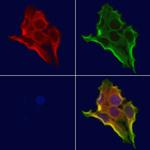 CHCHD4 Antibody in Immunocytochemistry (ICC/IF)