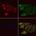 CPLX2 Antibody in Immunocytochemistry (ICC/IF)