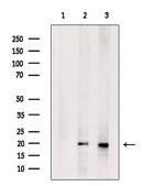 CPLX2 Antibody in Western Blot (WB)