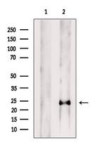 PRL1 Antibody in Western Blot (WB)