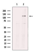 NIBP Antibody in Western Blot (WB)