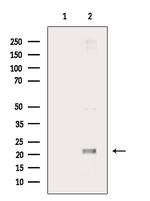 Cyclophilin F Antibody in Western Blot (WB)