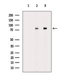 HLX Antibody in Western Blot (WB)