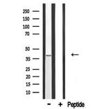 HTR1F Antibody in Western Blot (WB)