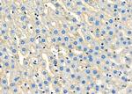 CDH18 Antibody in Immunohistochemistry (Paraffin) (IHC (P))