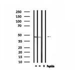 CADM2 Antibody in Western Blot (WB)