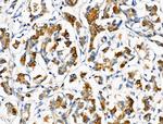 AGPAT5 Antibody in Immunohistochemistry (Paraffin) (IHC (P))