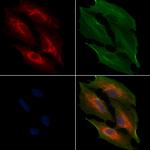 MRPL11 Antibody in Immunocytochemistry (ICC/IF)