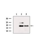 RPS19 Antibody in Western Blot (WB)