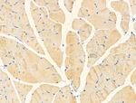 Cdc42EP4 Antibody in Immunohistochemistry (Paraffin) (IHC (P))