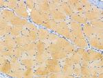 Cdc42EP4 Antibody in Immunohistochemistry (Paraffin) (IHC (P))