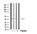 Cdc42EP4 Antibody in Western Blot (WB)