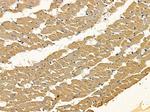 MRPS27 Antibody in Immunohistochemistry (Paraffin) (IHC (P))