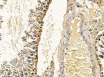 MRPS27 Antibody in Immunohistochemistry (Paraffin) (IHC (P))