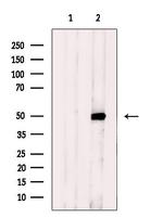 MRPS27 Antibody in Western Blot (WB)