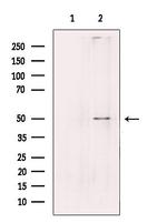 PLD4 Antibody in Western Blot (WB)