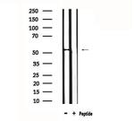 DUSP10 Antibody in Western Blot (WB)