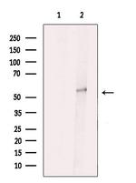 VRK3 Antibody in Western Blot (WB)