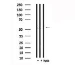 GPR37L1 Antibody in Western Blot (WB)