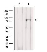 RALBP1 Antibody in Western Blot (WB)