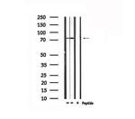 TRIF Antibody in Western Blot (WB)