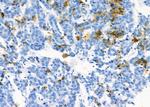 NQO2 Antibody in Immunohistochemistry (Paraffin) (IHC (P))