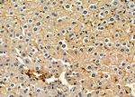 NQO2 Antibody in Immunohistochemistry (Paraffin) (IHC (P))