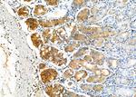 NQO2 Antibody in Immunohistochemistry (Paraffin) (IHC (P))