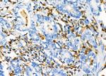 NQO2 Antibody in Immunohistochemistry (Paraffin) (IHC (P))