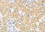 ATIC Antibody in Immunohistochemistry (Paraffin) (IHC (P))