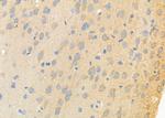 ATIC Antibody in Immunohistochemistry (Paraffin) (IHC (P))