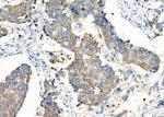 ATIC Antibody in Immunohistochemistry (Paraffin) (IHC (P))