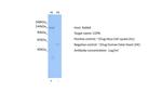 alpha COP Antibody in Western Blot (WB)