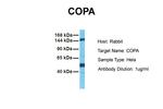 alpha COP Antibody in Western Blot (WB)