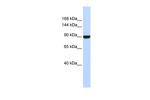 AVIL Antibody in Western Blot (WB)