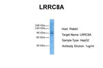 LRRC8A Antibody in Western Blot (WB)